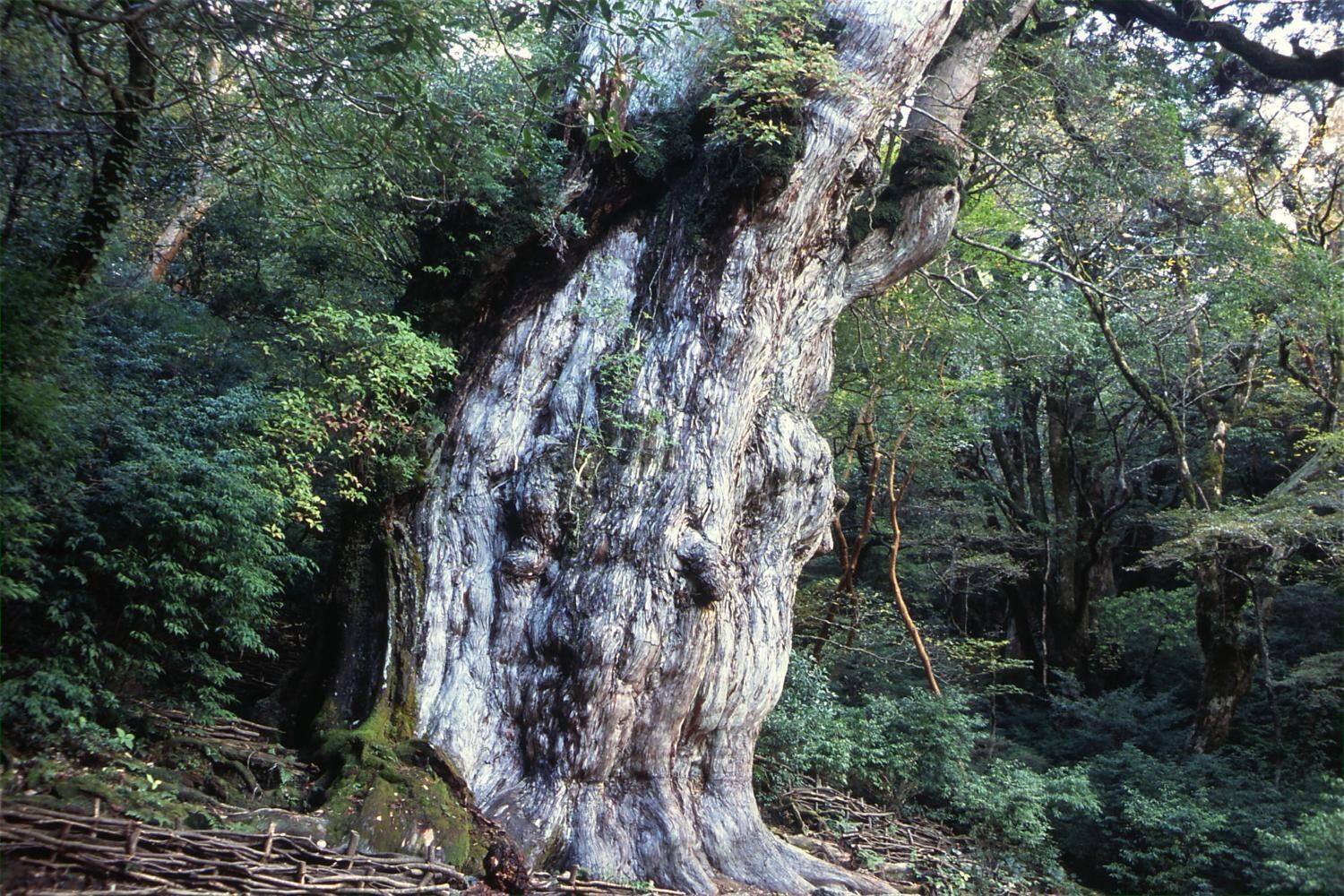 YAKUSHIMA REFRESH ROOM〈屋久島〉