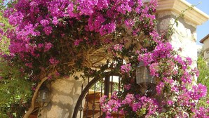 Kivimuuri, jossa on metallinen portti, kyltti, jossa lukee ”Villa Güzel”, ja kirkkaan pinkit bougainvillea-kukkivat köynnökset.