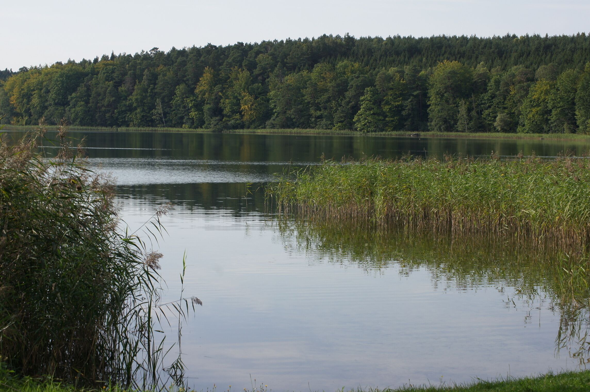 A calm lake surrounded by dense forest.