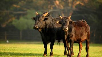 Twee koeien staan in een grasveld met bomen op de achtergrond.