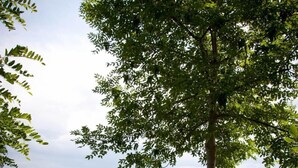 Uma trilha com cerca de metal, rodeada por vegetação exuberante e árvores.