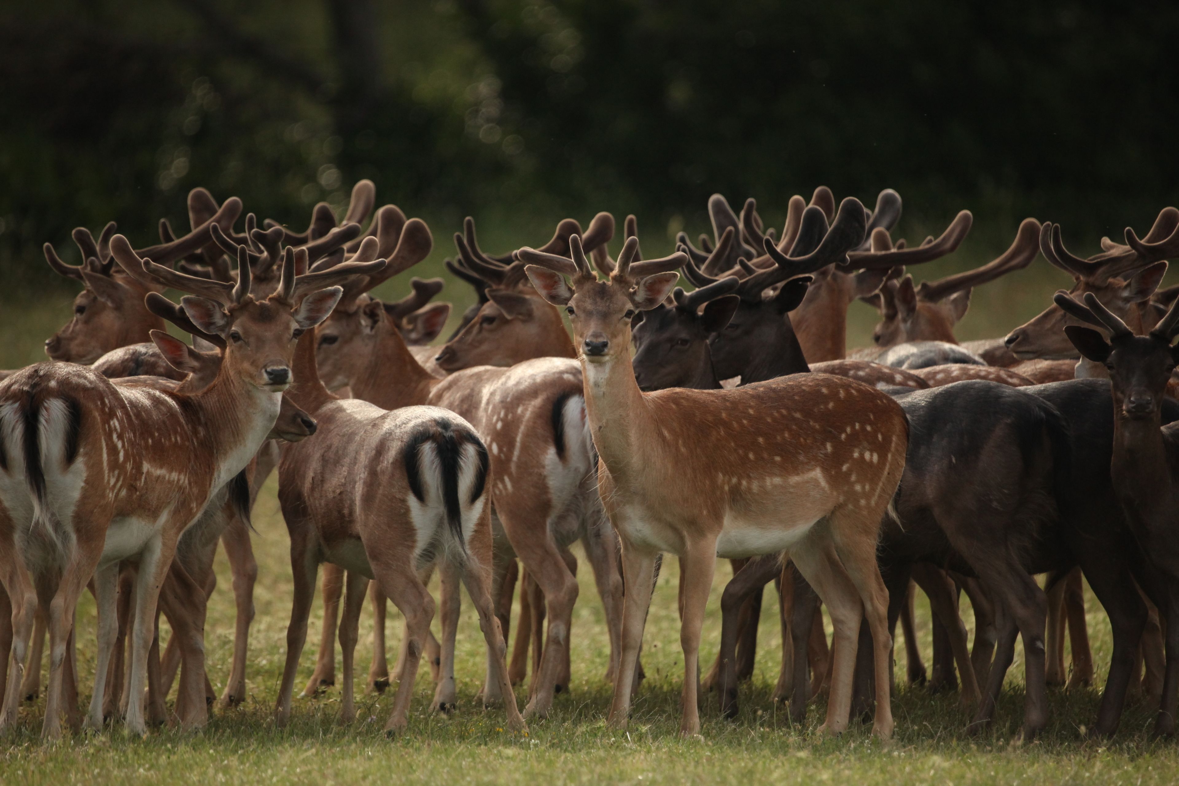 A herd of deer with antlers in a grassy field.