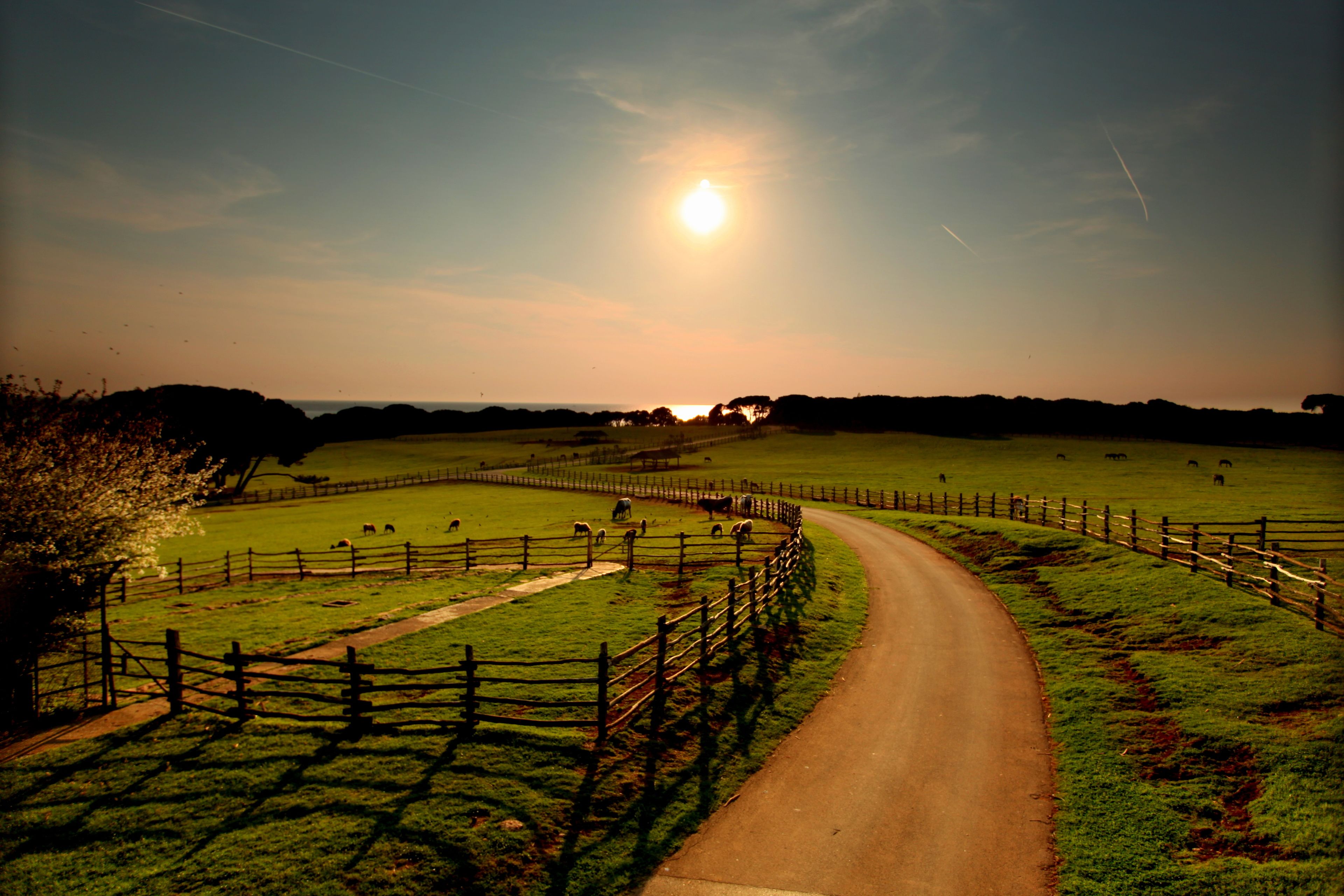 A rural landscape with a winding road, fenced fields, and grazing animals.