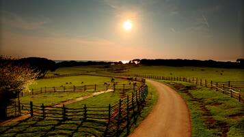 A rural landscape with a winding road, fenced fields, and grazing animals.