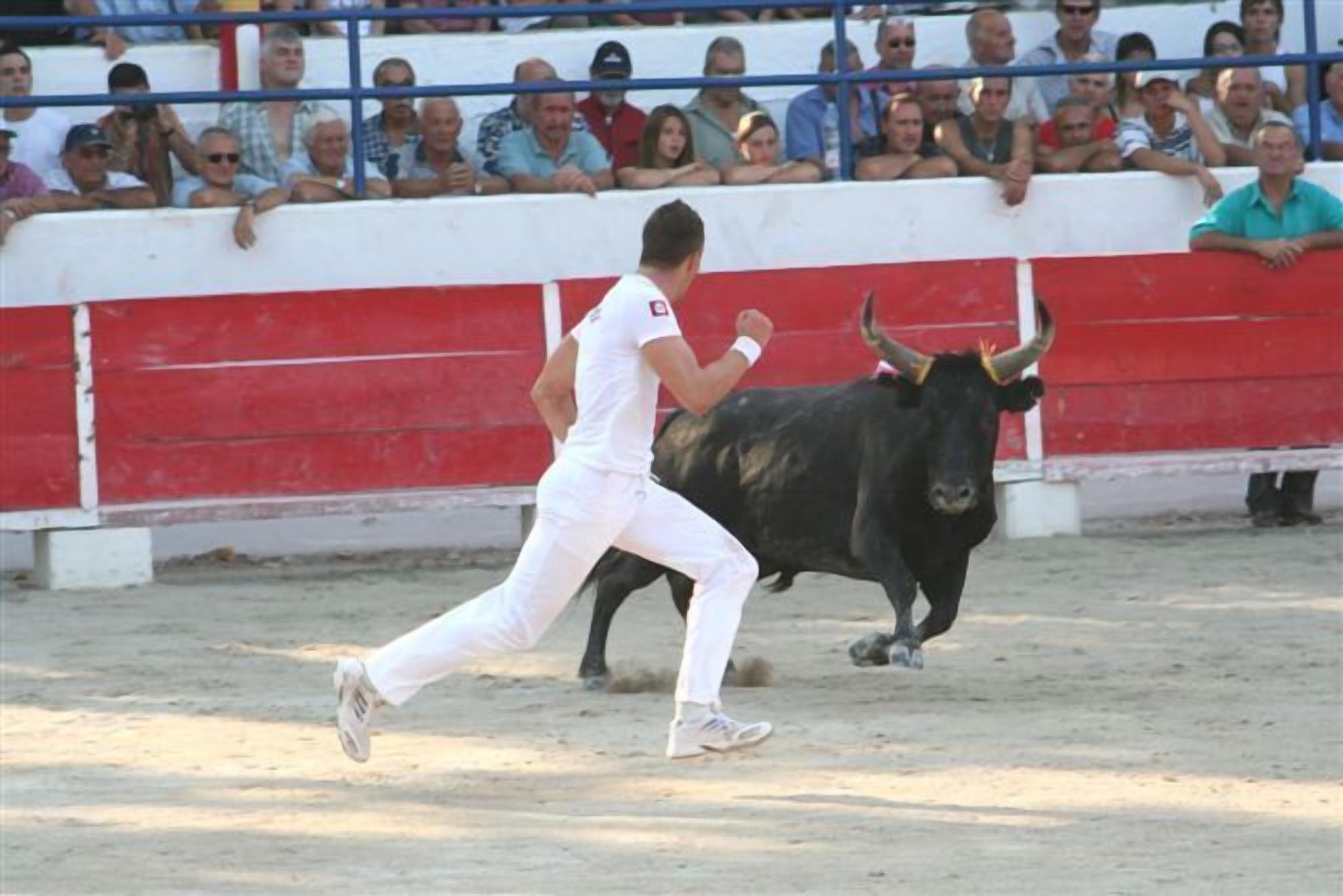 A bullfighter in white attire running in a bullring with a bull.