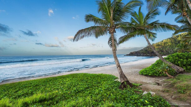 Een strand met palmbomen, golven en groene begroeiing.