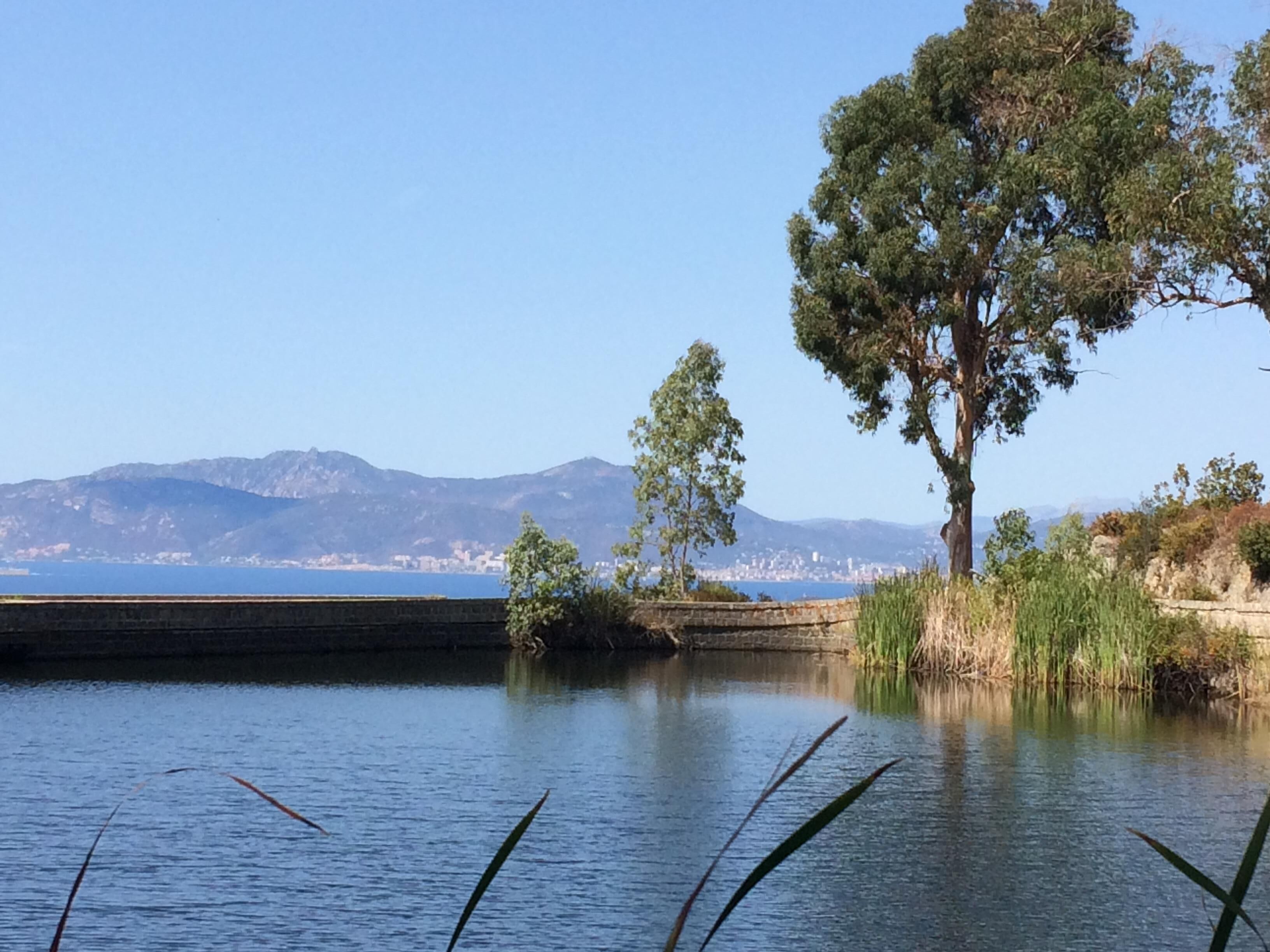 A calm lake with a tree in the foreground and mountains in the background.