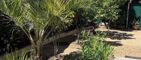 A garden with various plants, a stone bench, and a building with a tiled roof.