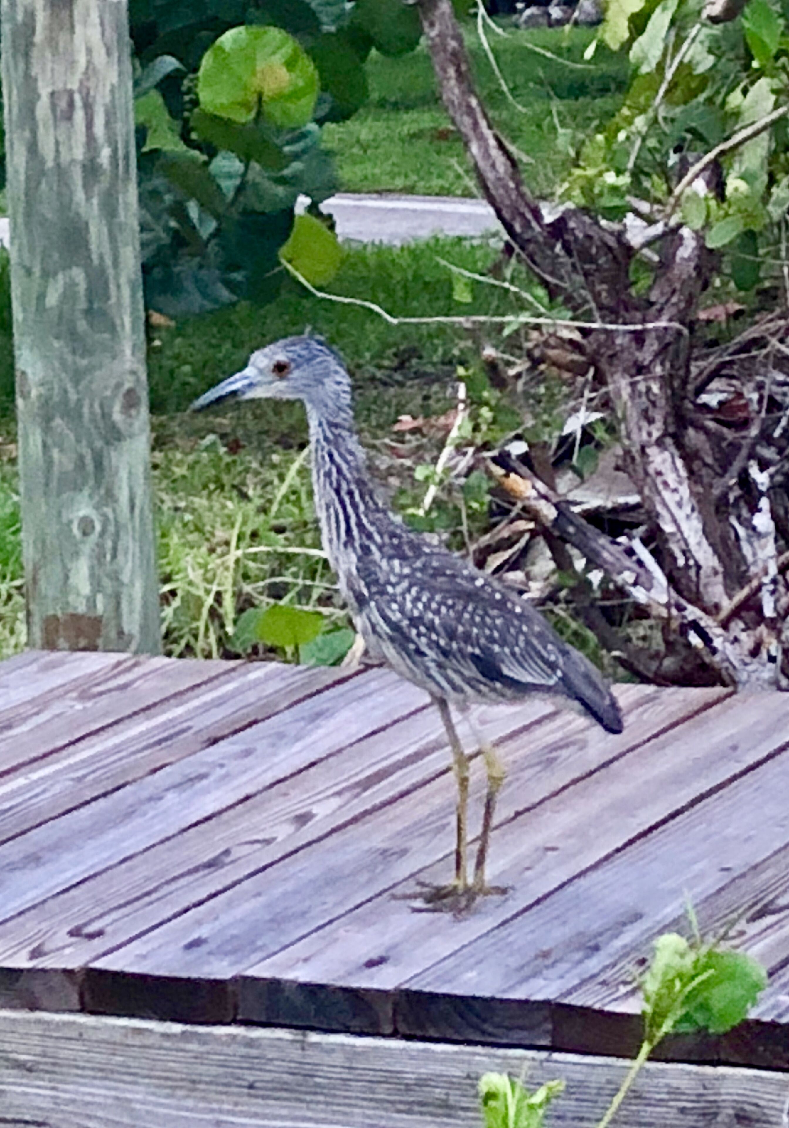 Un oiseau perché sur une terrasse en bois.