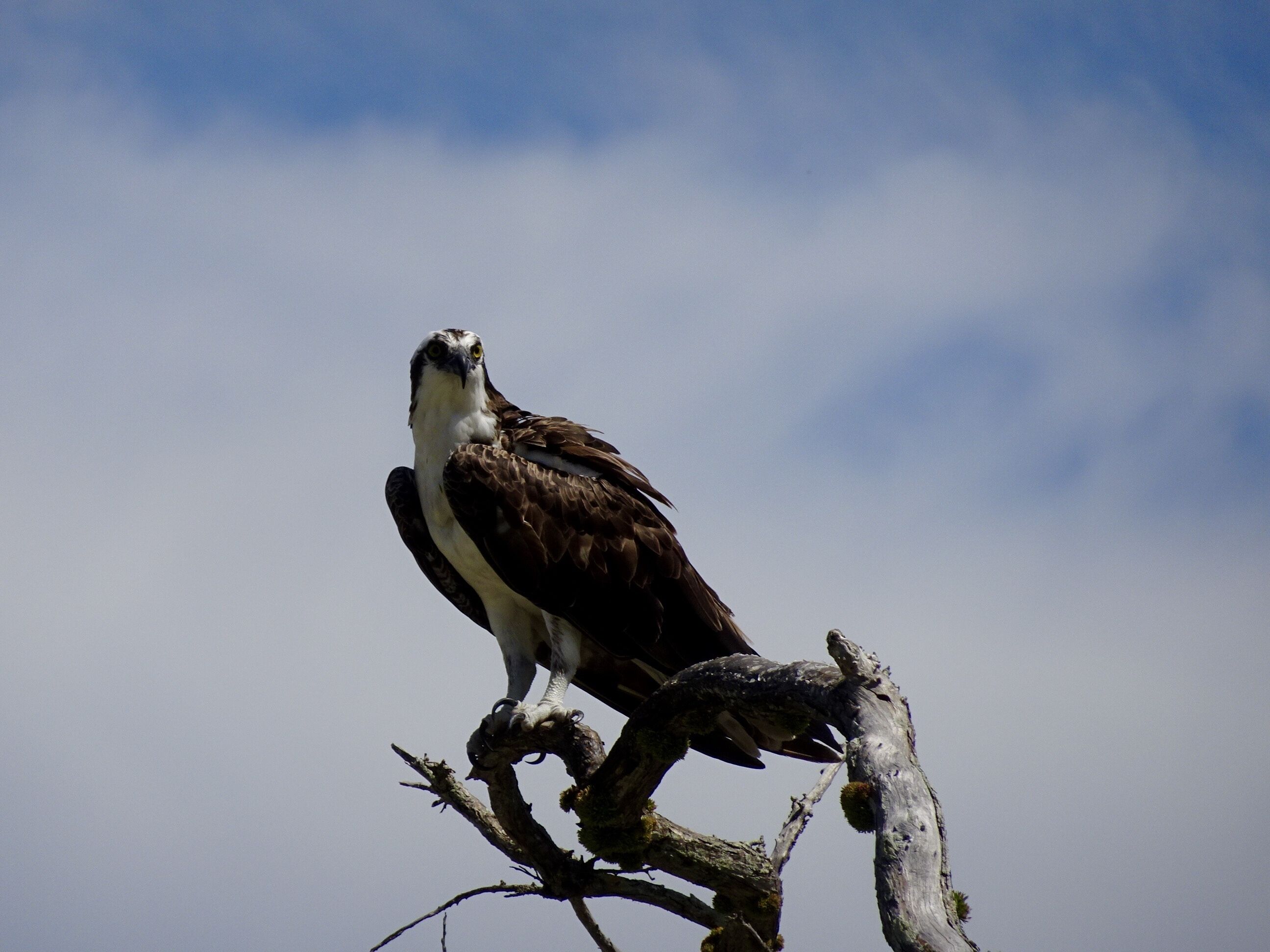 An osprey perched on a branch.
