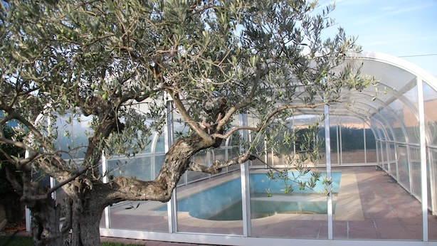 Invernadero con un gran árbol en primer plano, una estructura de vidrio y una zona de patio de ladrillo.