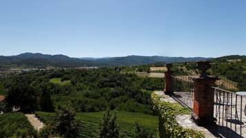 A vineyard with terraced fields and a distant mountain range.