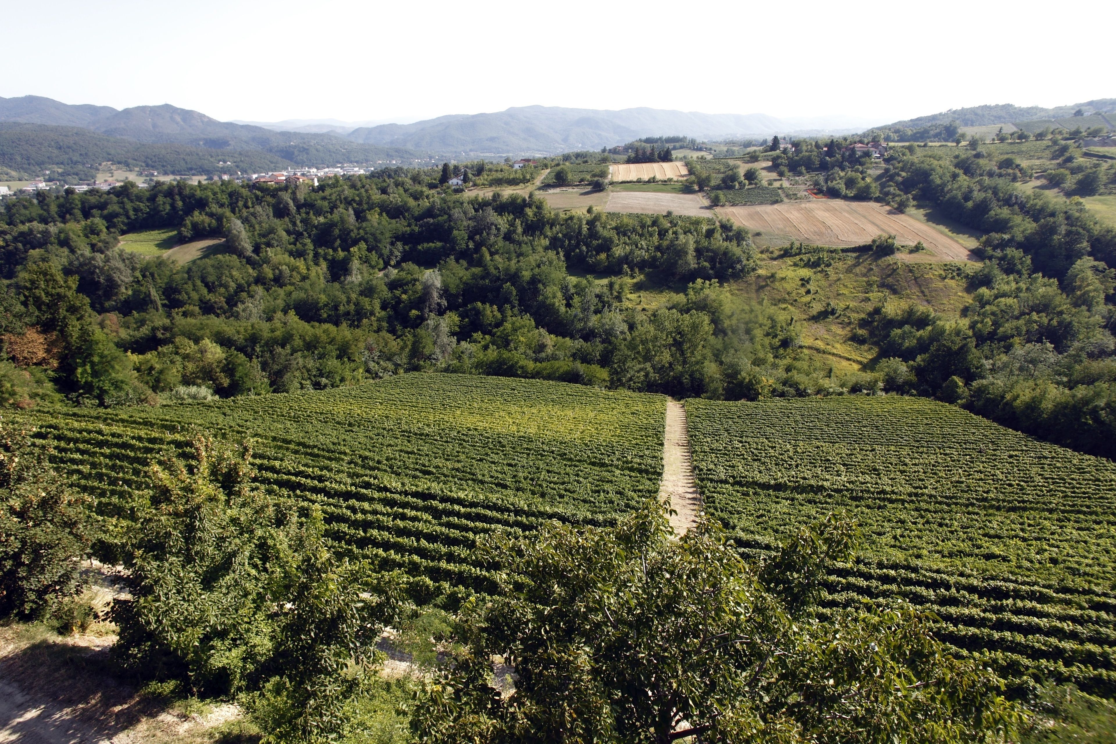 Viñedo con hileras de parras y un sendero de tierra que lo atraviesa.