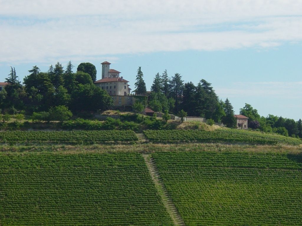 Ein Weinberg mit Rebenreihen und ein Gebäude mit einem Turm im Hintergrund.