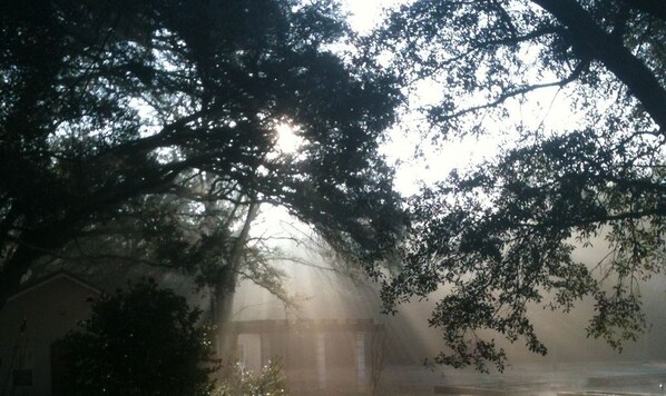 Eine neblige Hofszene mit einem Laube, Bäumen und einem Haus.