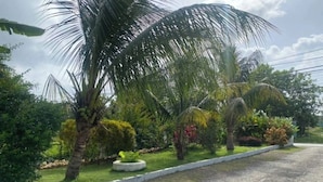 Una calle residencial con palmeras y un césped bien cuidado.