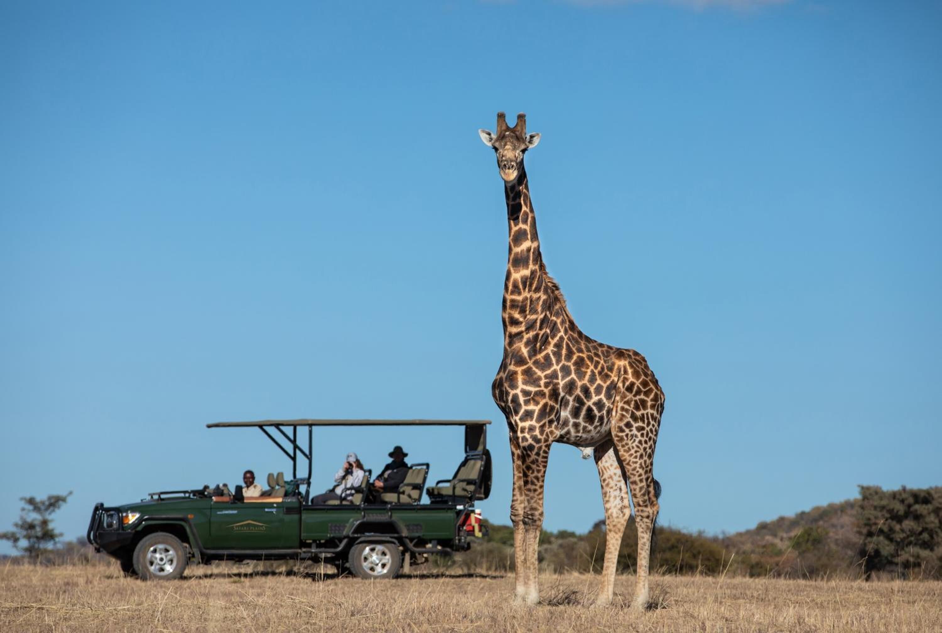 Un véhicule de safari transportant des passagers, avec une girafe dans un champ herbeux.