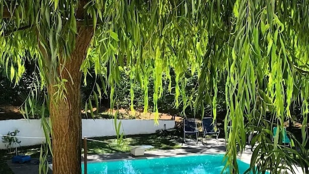 Une piscine entourée de verdure, avec un arbre au premier plan et une chaise au fond.