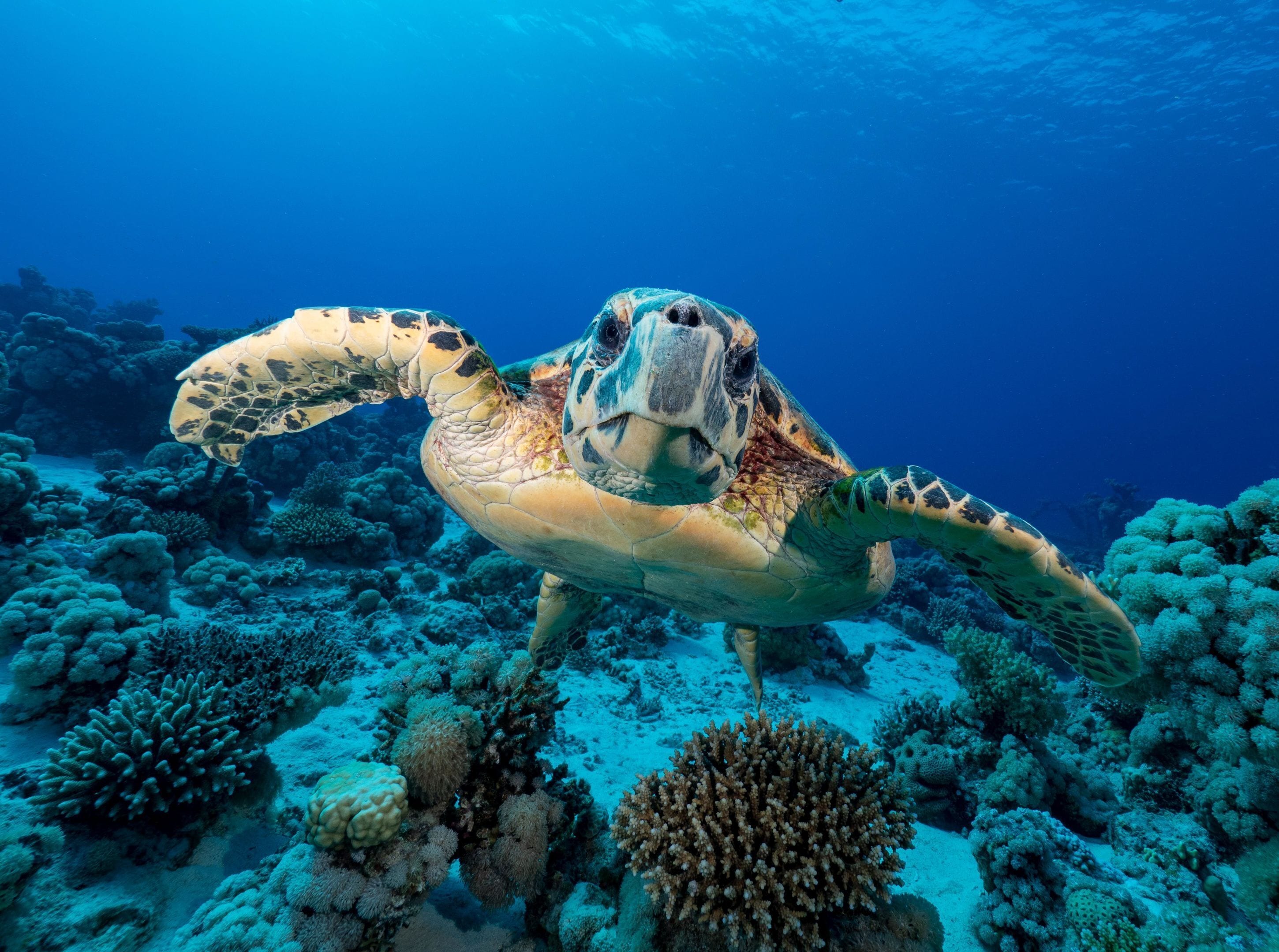 Een zeeschildpad zwemt langs een koraalrif.