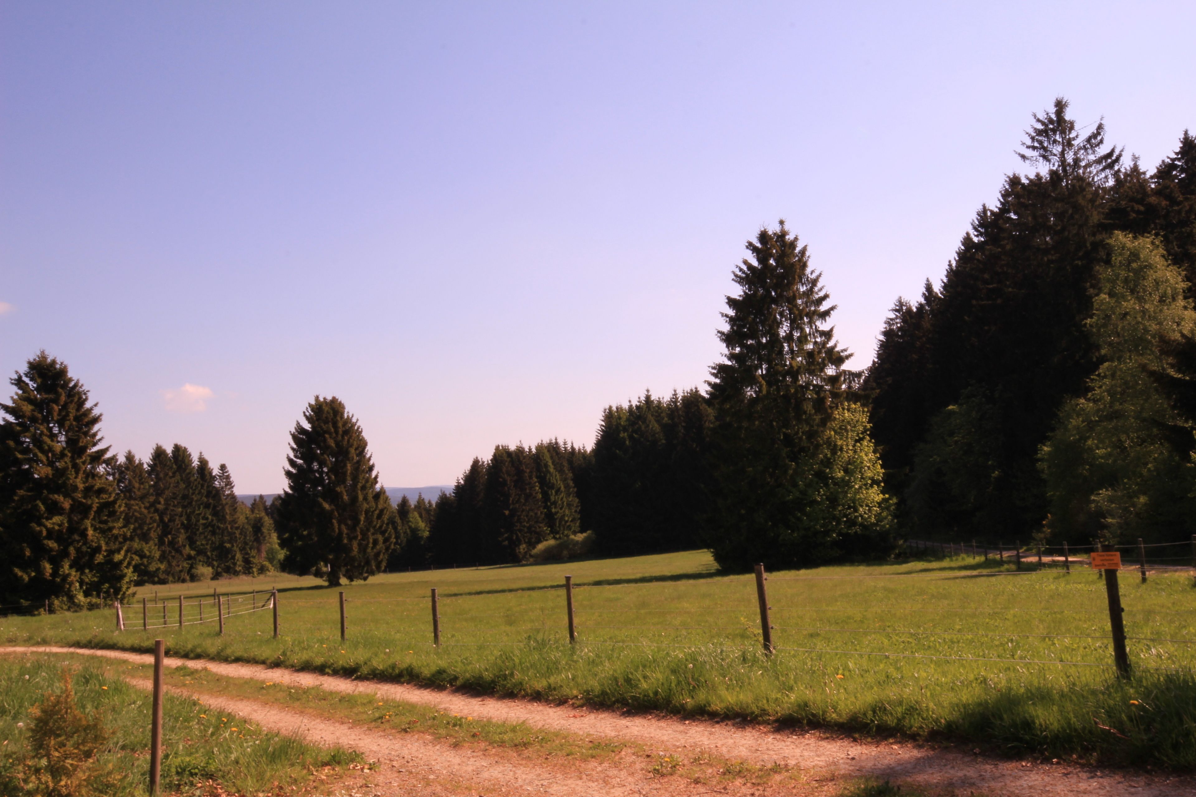 Paisagem rural com trilha de terra, campo verde e árvores altas.