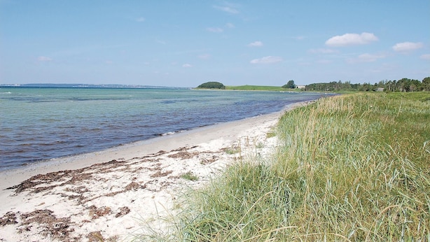 Une plage avec une eau claire, un rivage sablonneux et des zones herbeuses.