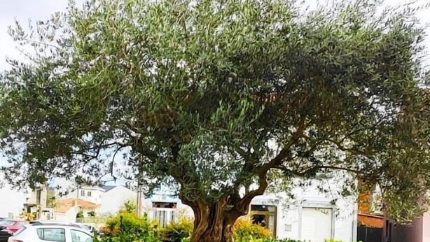 A tree with a thick trunk and dense foliage, surrounded by a well-maintained grassy area and large rocks. - Albergue Arraigos - Hostel (Melide)