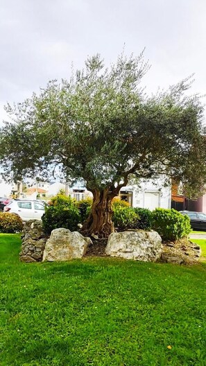 Ein Baum mit einem dicken Stamm und dichtem Laub in einer grasbewachsenen Fläche, im Hintergrund eine Steinmauer und ein Gebäude.