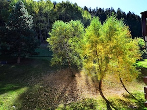 A tree-lined yard with a wooden structure in the background.