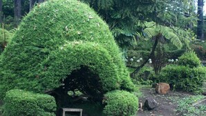 A garden with a stone bench and a small, rounded structure surrounded by lush greenery. - Casablanka Rest (Nanuoya)