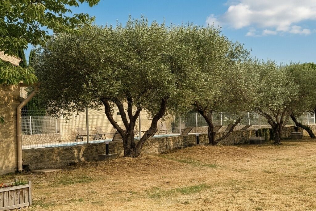 A fenced outdoor area with olive trees and a stone wall.