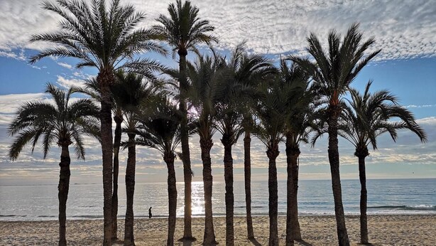 A beach with palm trees and a person walking in the distance. - Charming apartment, first line of the Center Beach, Villajoyosa (Villajoyosa)