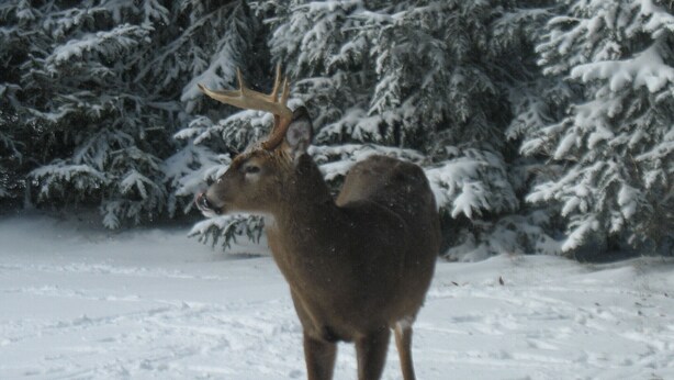 Un cerf se tient dans une forêt enneigée.