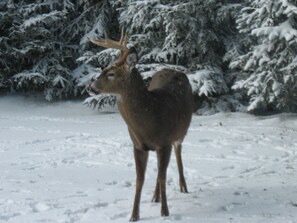 Un cerf se tient dans une forêt enneigée.