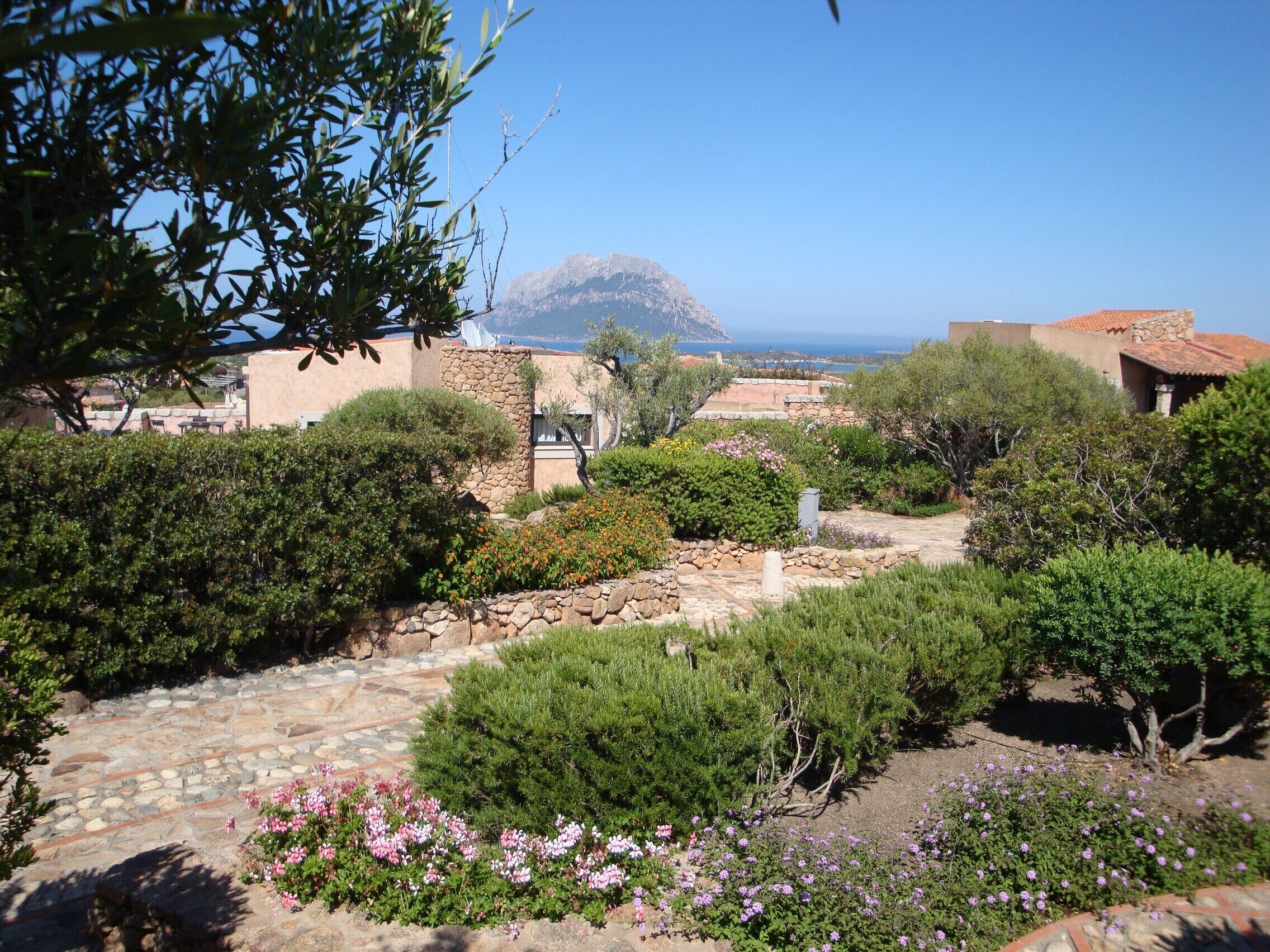 A garden with stone pathways, various shrubs, and flowers.