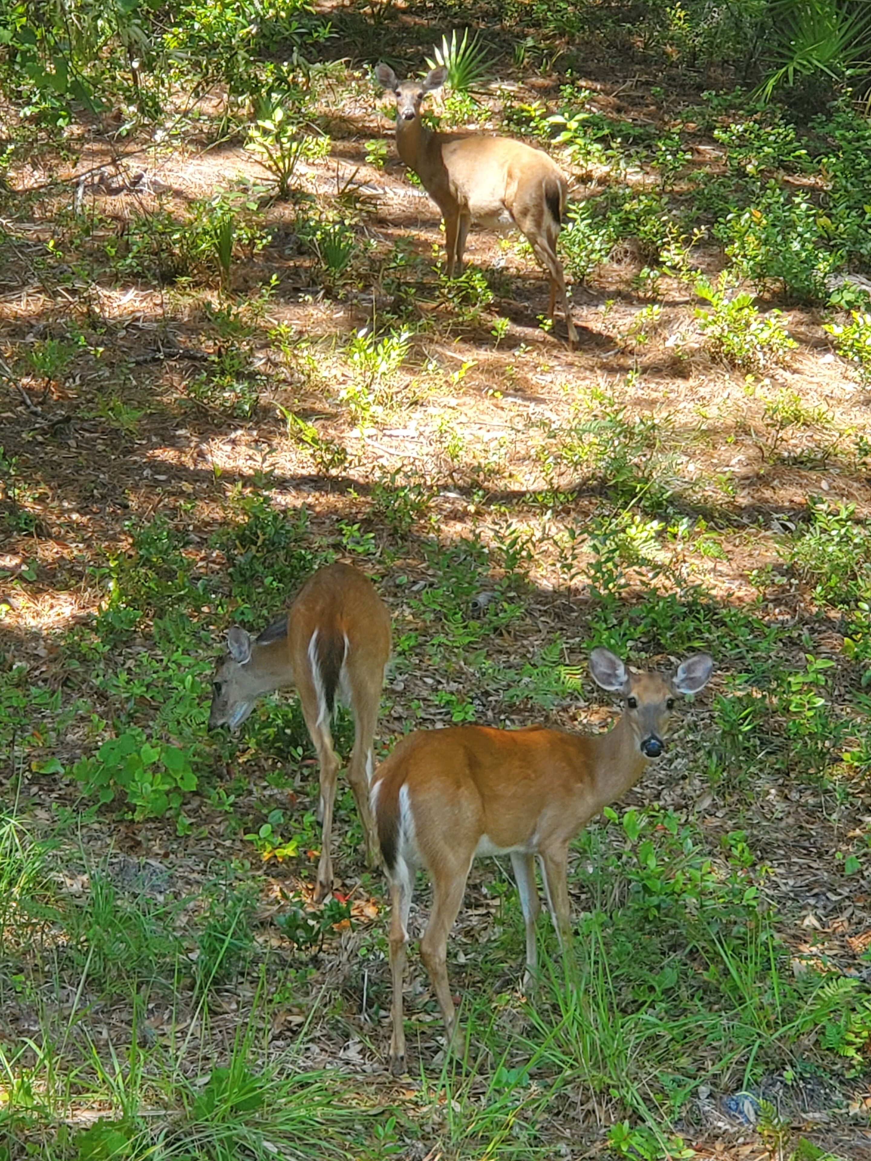 A natural outdoor setting with two deer grazing.