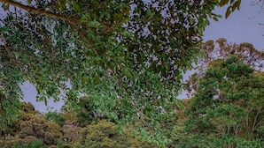 Une piscine agrémentée d’une cascade, entourée d’une végétation luxuriante et d’une pergola en bois.