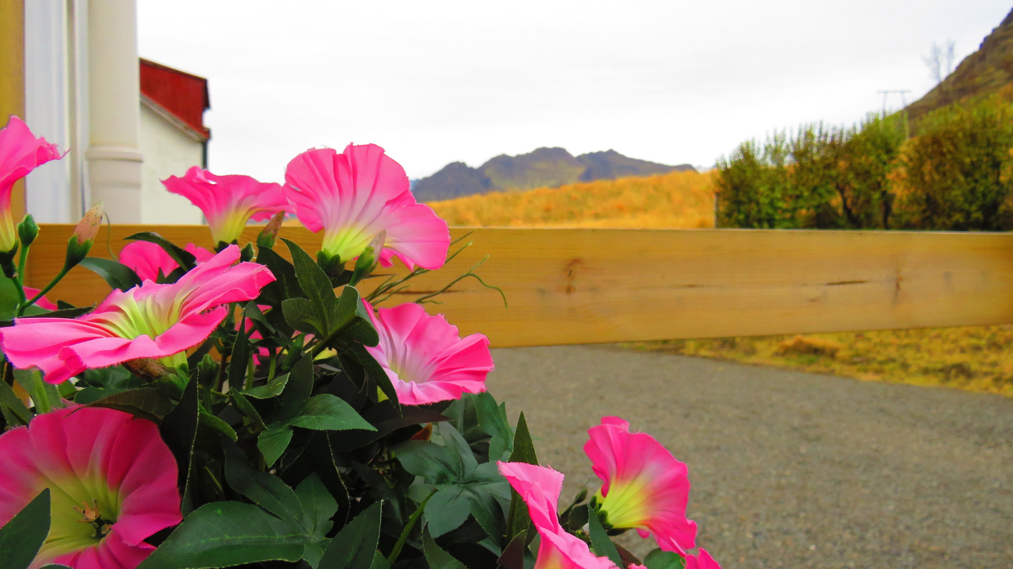 Ein Garten mit rosa Blumen und einem Holzzaun.