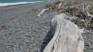 Una spiaggia con un grande tronco di legno trasportato dalla corrente in primo piano e un litorale roccioso.