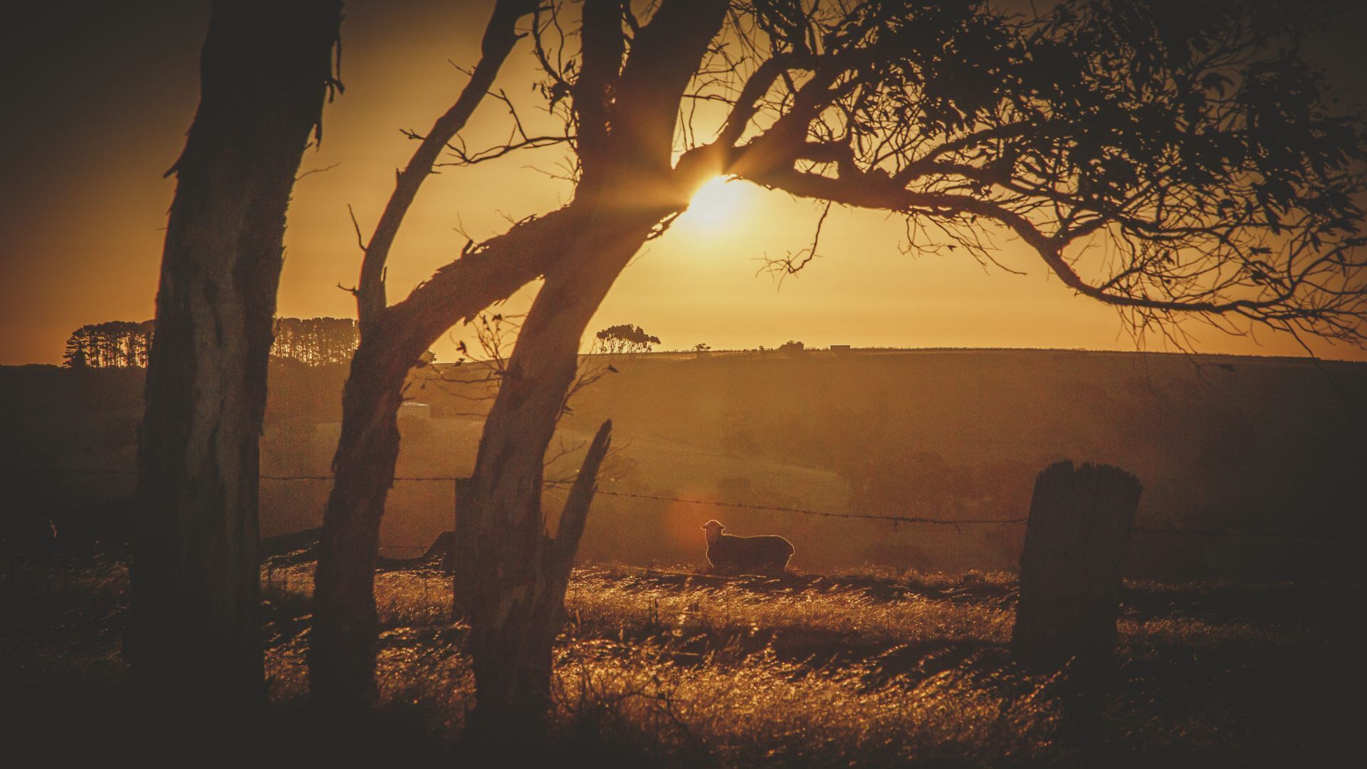 A rural landscape with a sunset, trees, and a fence.