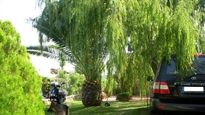 Un SUV noir était garé dans un espace verdoyant, à proximité d’un saule pleureur et d’un chien.