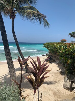 Ein Strand mit Palmen, einem Sandweg und Blick aufs Meer.