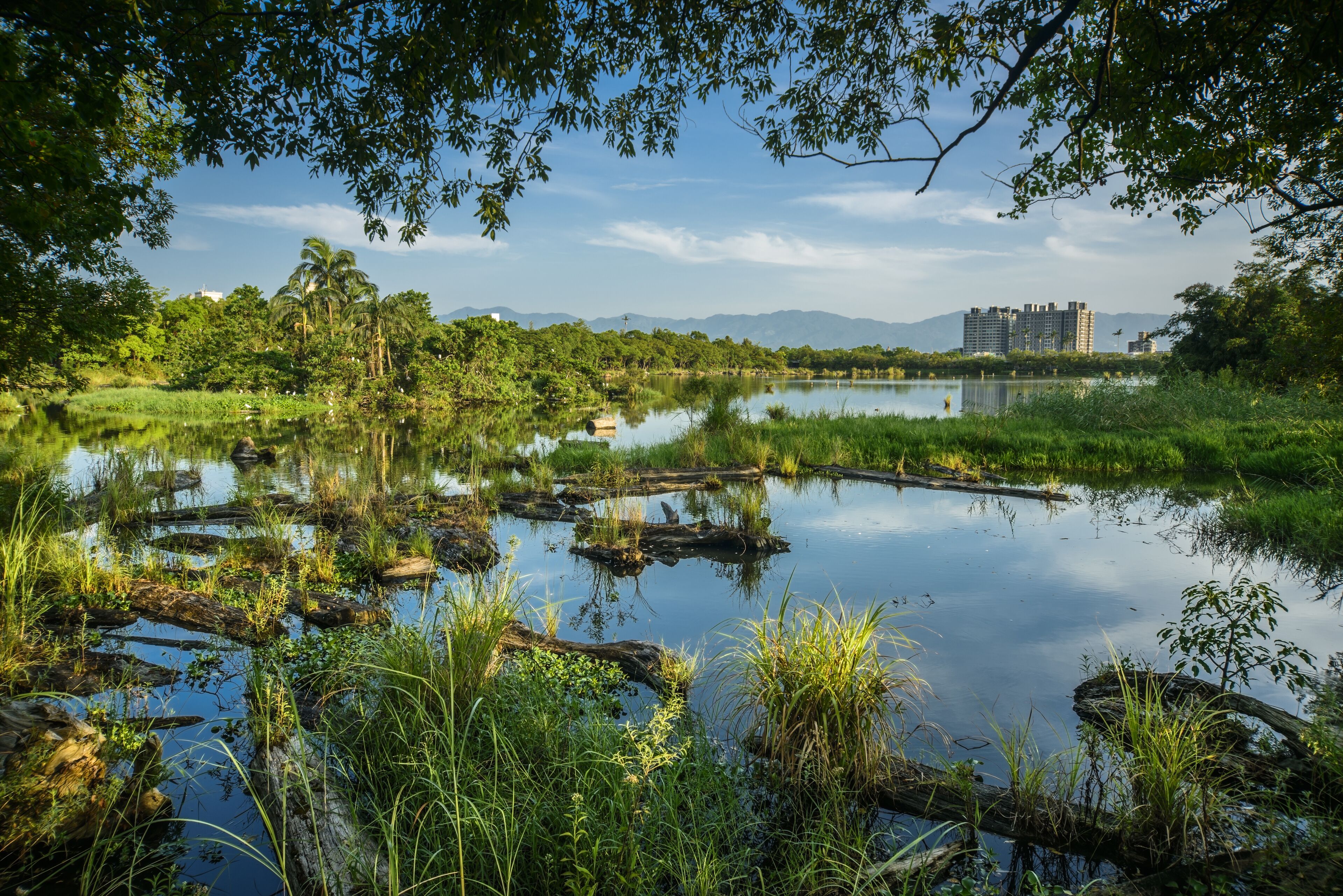 Un paisaje natural con un lago tranquilo, rodeado de exuberante vegetación y palmeras.