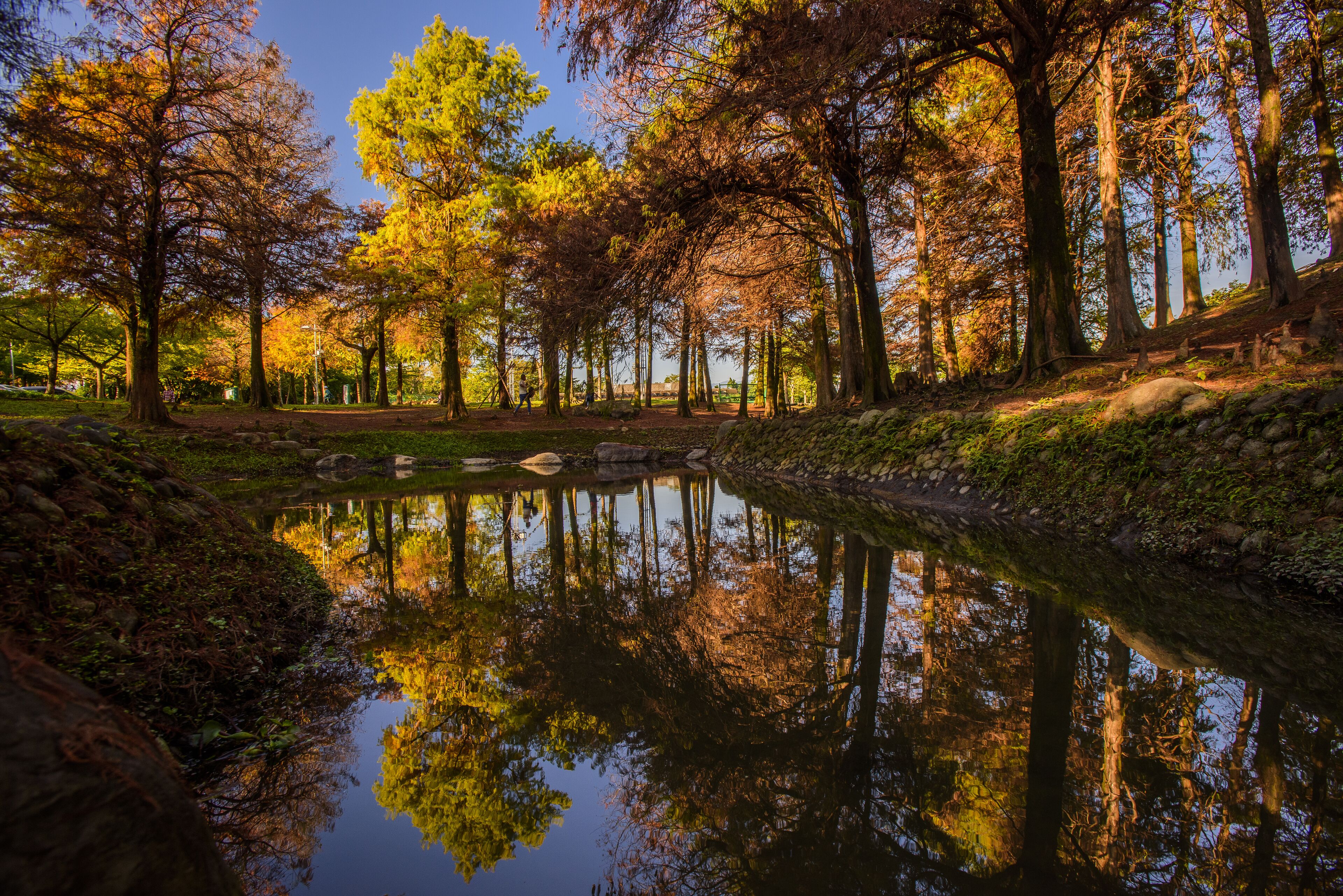A serene park with a calm pond reflecting trees and a stone pathway.