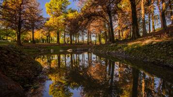 A serene park with a calm pond reflecting trees and a stone pathway.