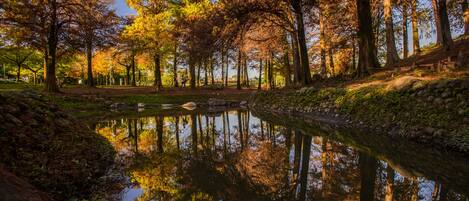A serene park with a calm pond reflecting trees and a stone pathway.