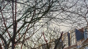 A tree with bare branches in front of a building with a white facade and red accents. - Wonderful apartment! WLAN Only 400m to the sea and the center (Osteseebad Boltenhagen)