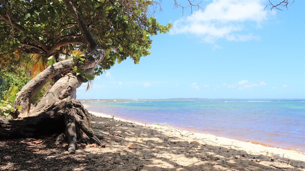 Ein Strand mit einem großen Baumstamm, Sand und ruhigem Wasser.