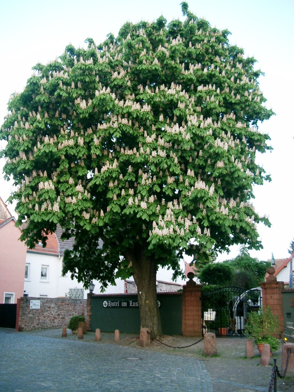 Un gran árbol con follaje denso y flores blancas frente a un edificio con un letrero que dice "Hotel im Lande".