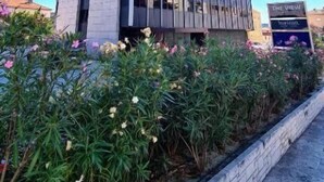 A tall, modern building with a glass facade, surrounded by a landscaped area with flowering plants. - Apinelo Tower Rooms (Split)