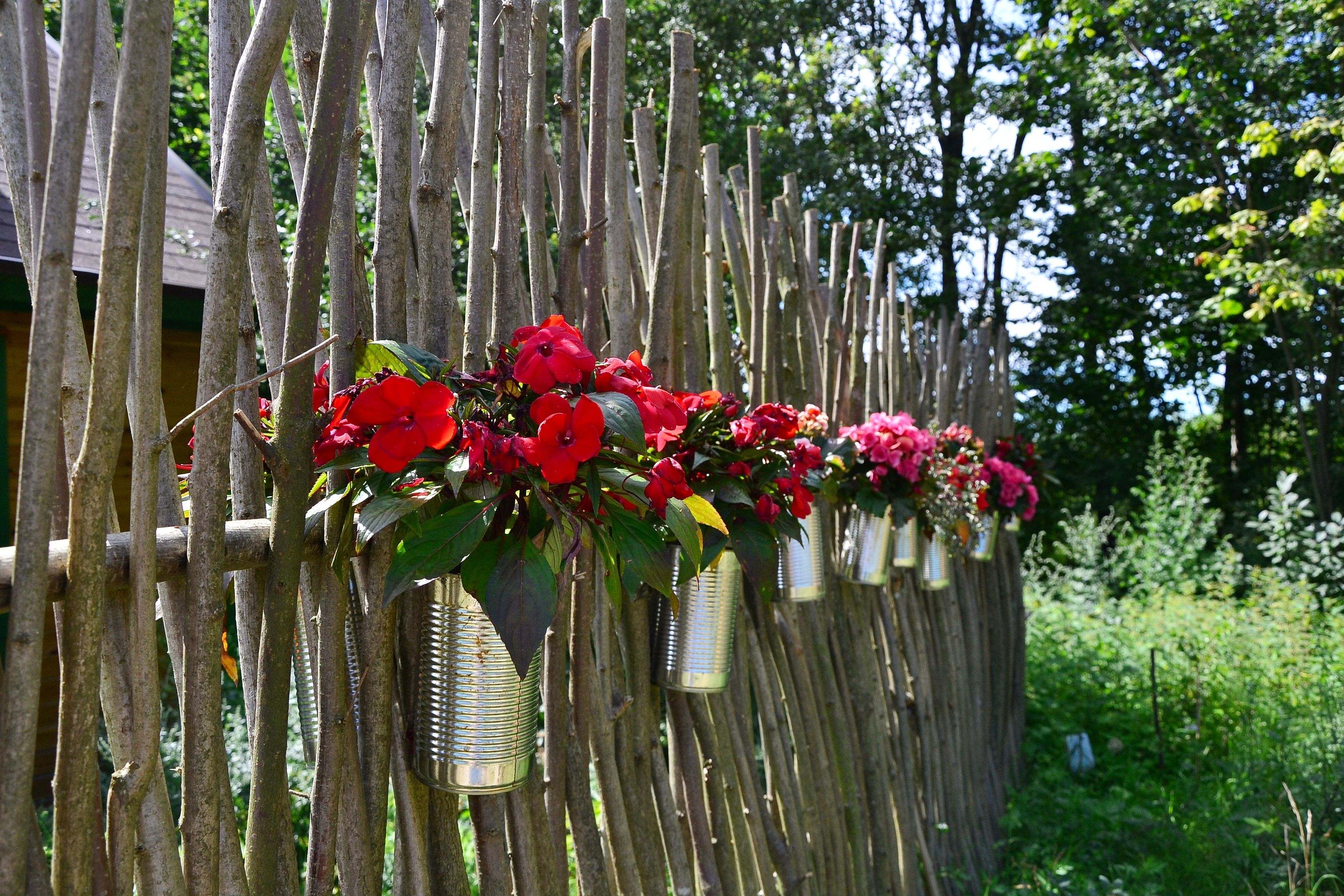 A wooden fence with metal containers holding red flowers.